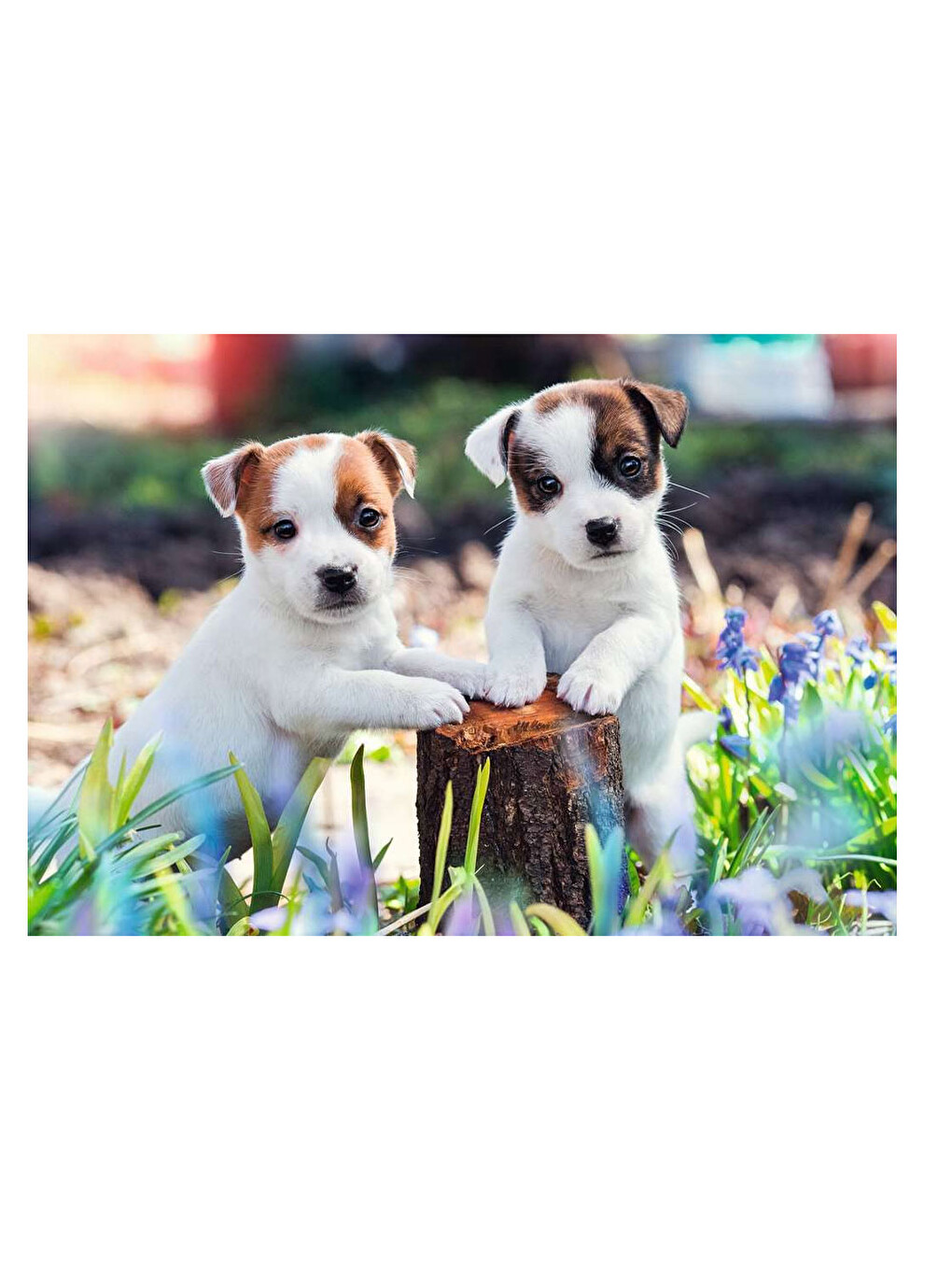 2x12 Parça Puzzle Yavru Köpekler 56361-1