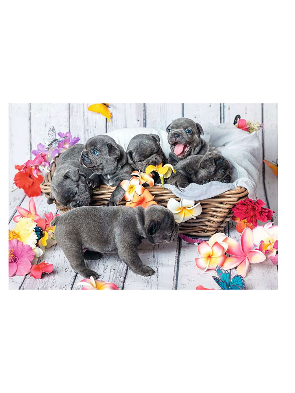 2x12 Parça Puzzle Yavru Köpekler 56361-2