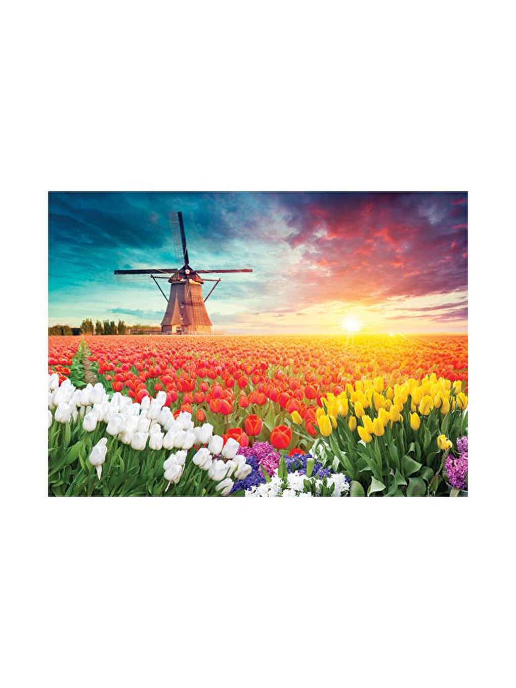 Blue Focus Karışık 1000 Parça Puzzle - Laleler ve Yel Değirmeni (Tulips and Windmill) - 3