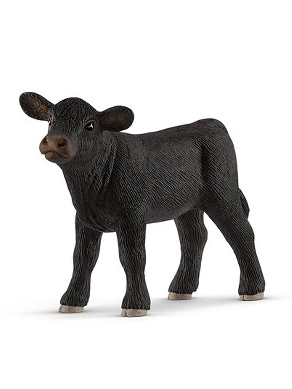 Siyah Angus Buzağı 13880