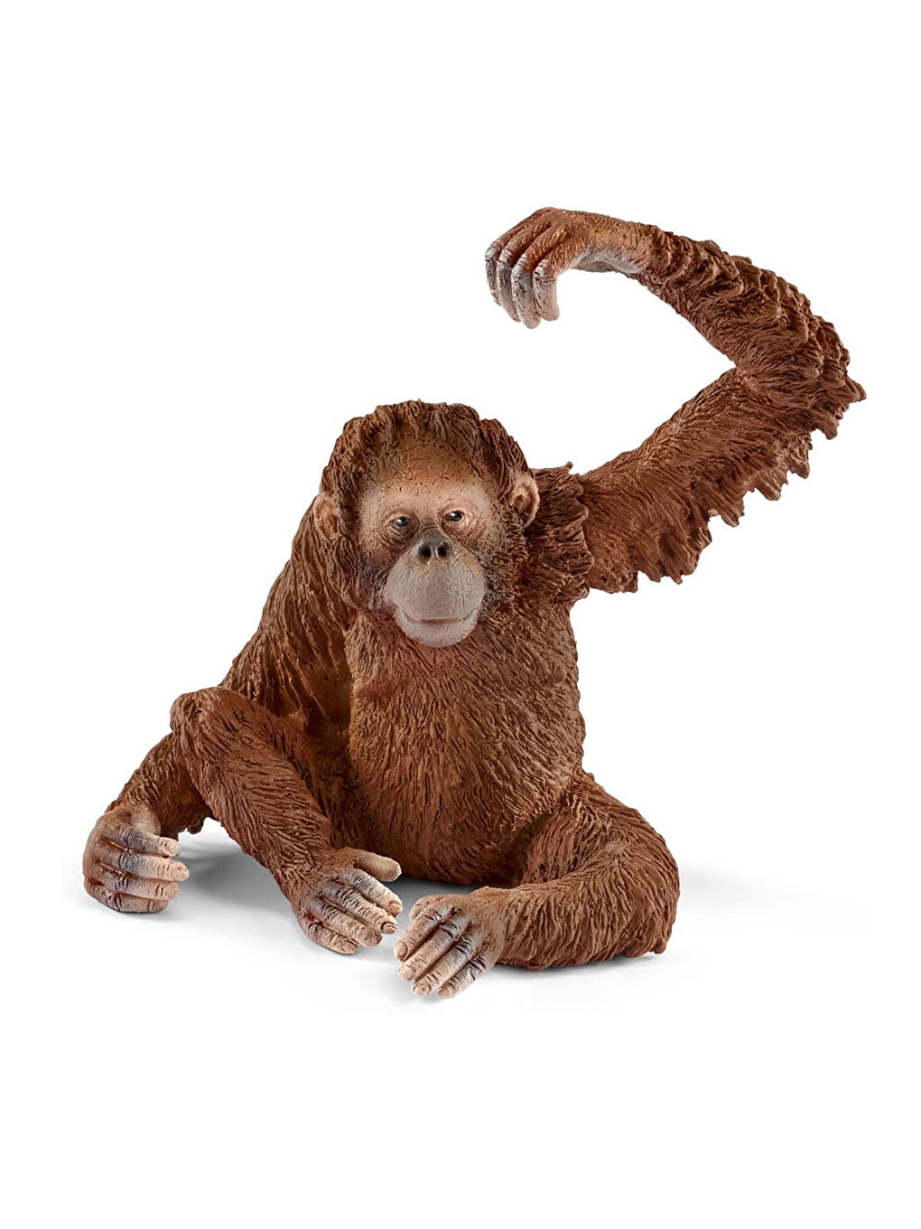 Dişi Orangutan 14775