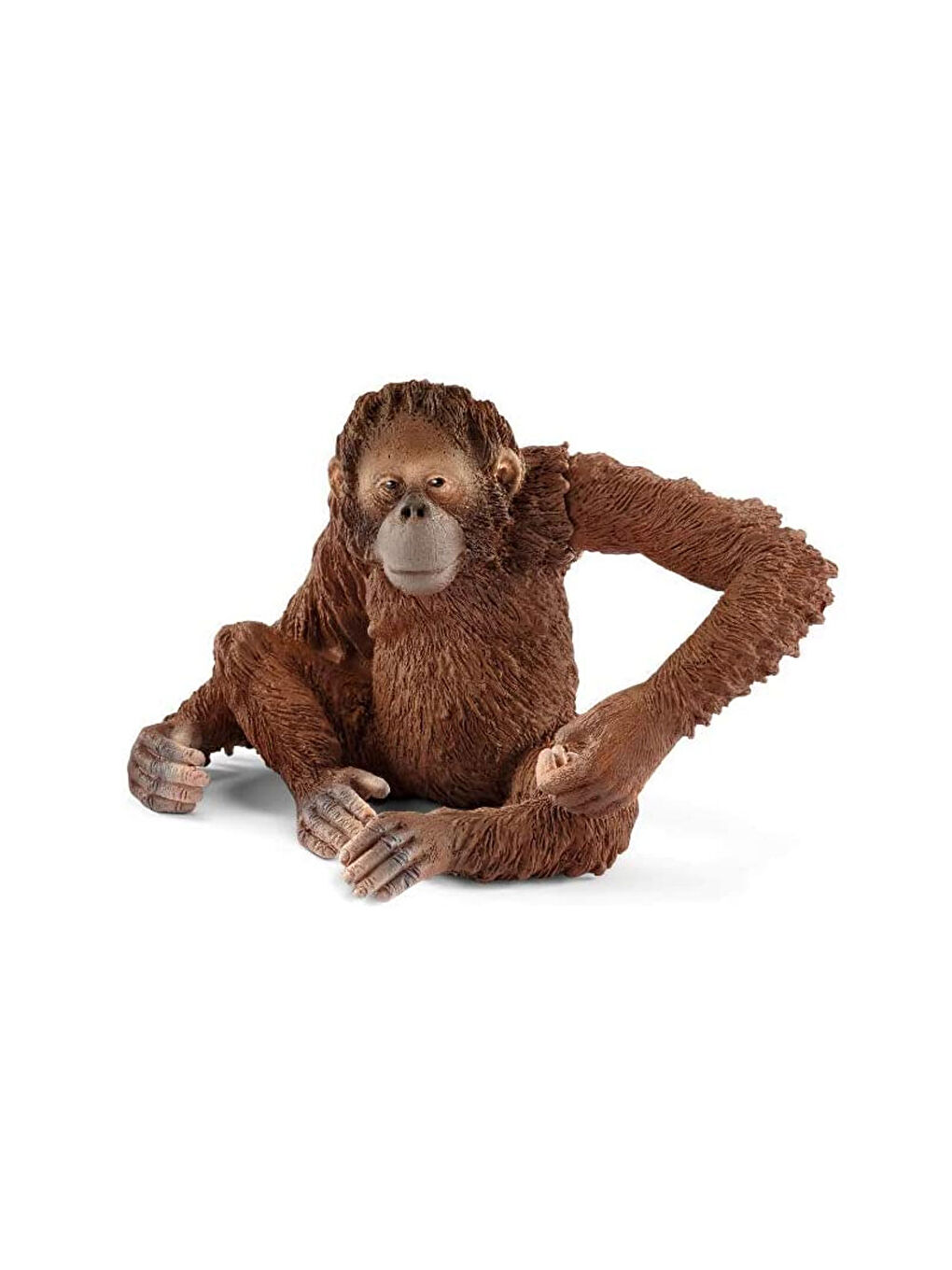 Dişi Orangutan 14775-2