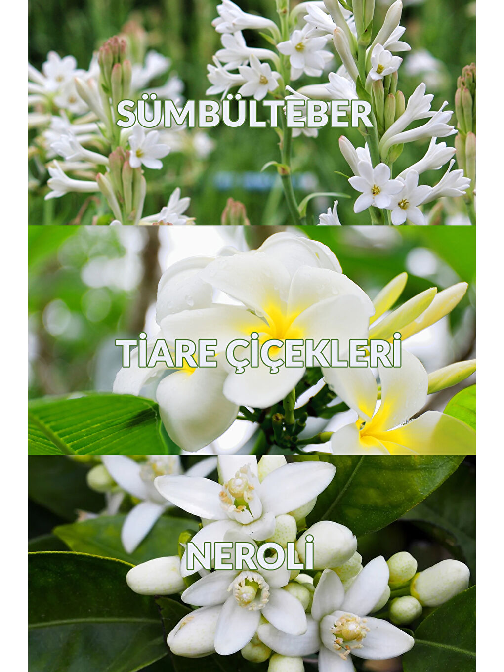 Celebrate Kadın Parfüm Edp 50 Ml. Üçlü Paket-3