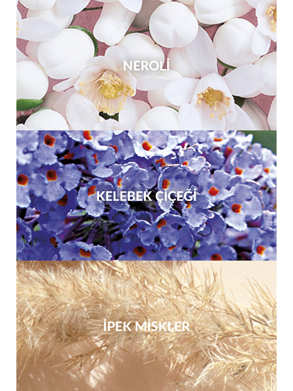 Today Tomorrow Always Kadın Parfüm Edp 30 Ml. İkili Paket-3