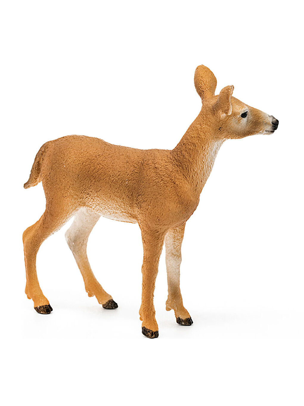 Beyaz Kuyruklu Karaca 14819-2