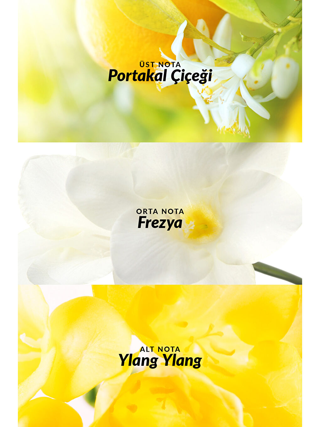 TTA Today Kadın Parfüm ve Vücut Losyonu Paketi-4