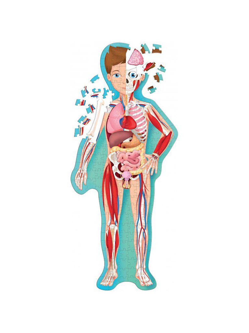 Sassi Renksiz Travel - Learn and Explore - The Human Body - 3