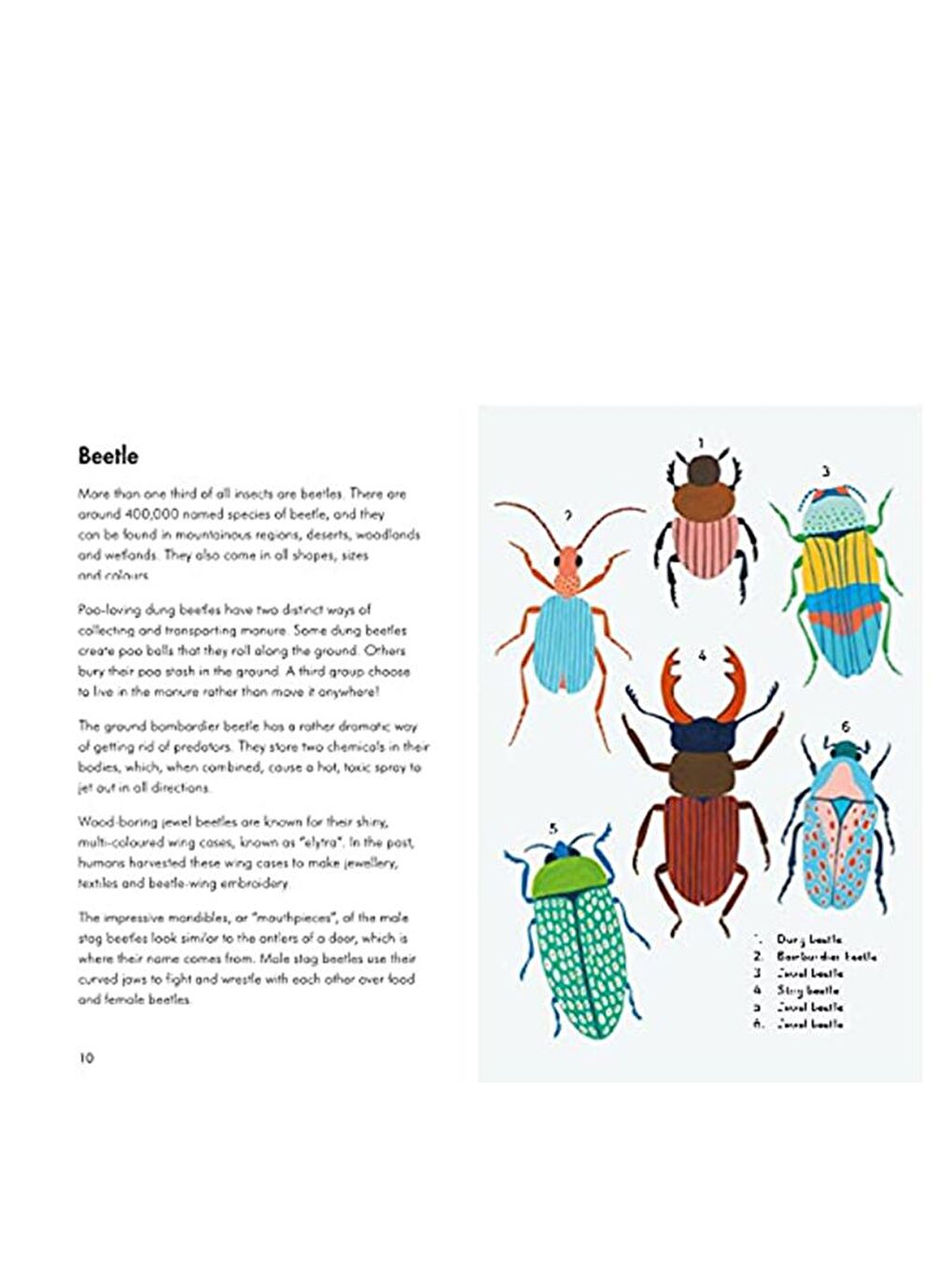 Ladybird Renksiz Insects and Minibeasts - 1