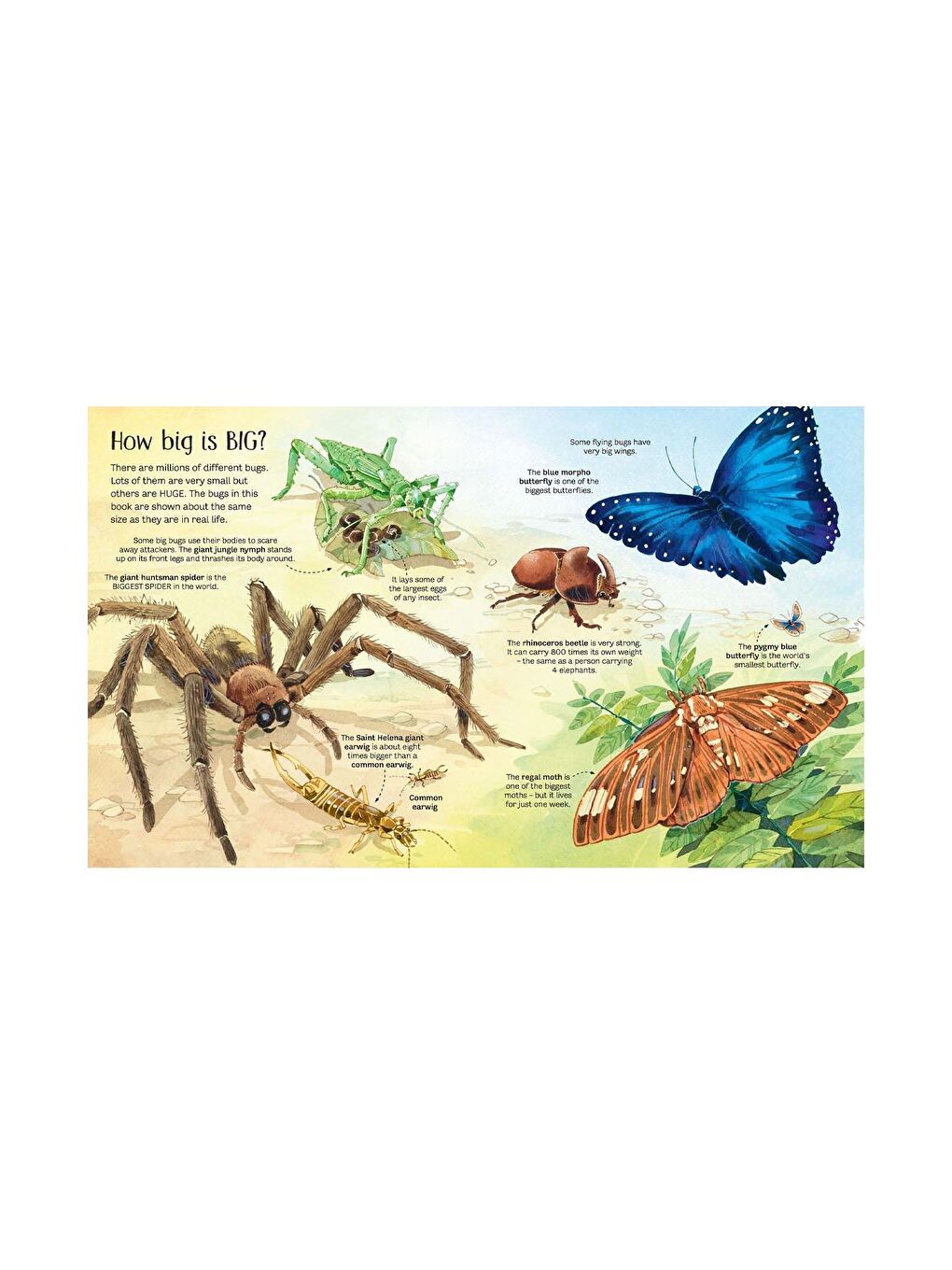 The Usborne Beyaz-Renklibaskı Big Book Of Bugs - 1