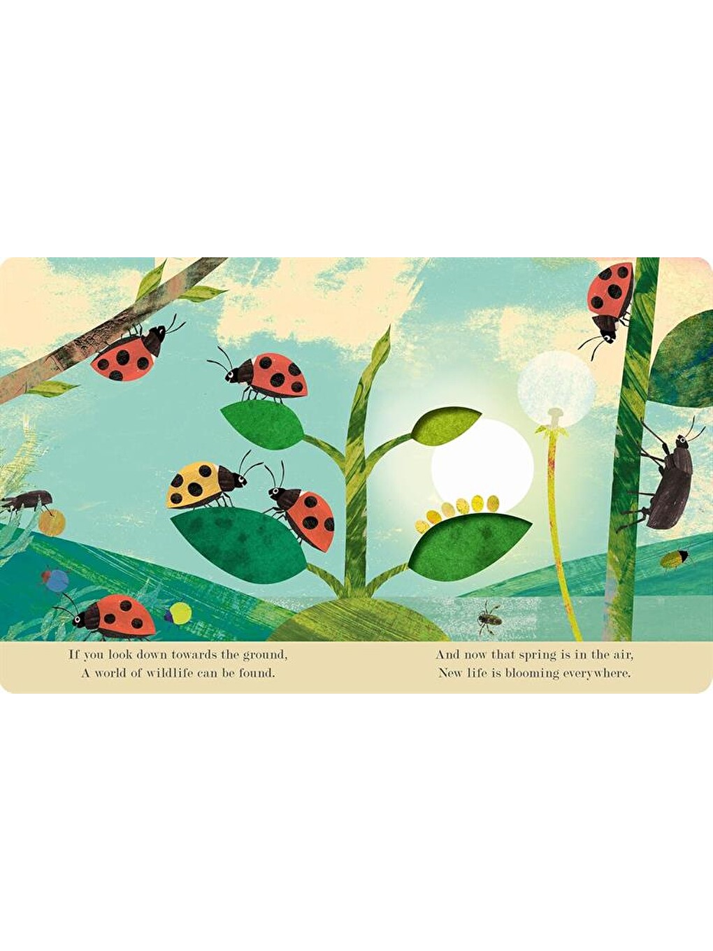 Explore a Tiny World Full of Life - Bugs-3