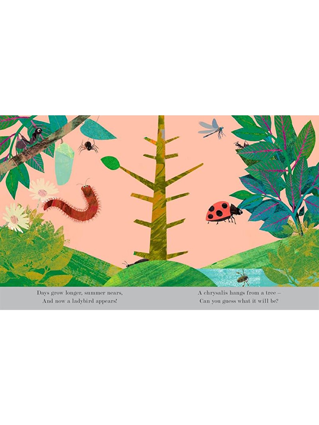 Explore a Tiny World Full of Life - Bugs-4