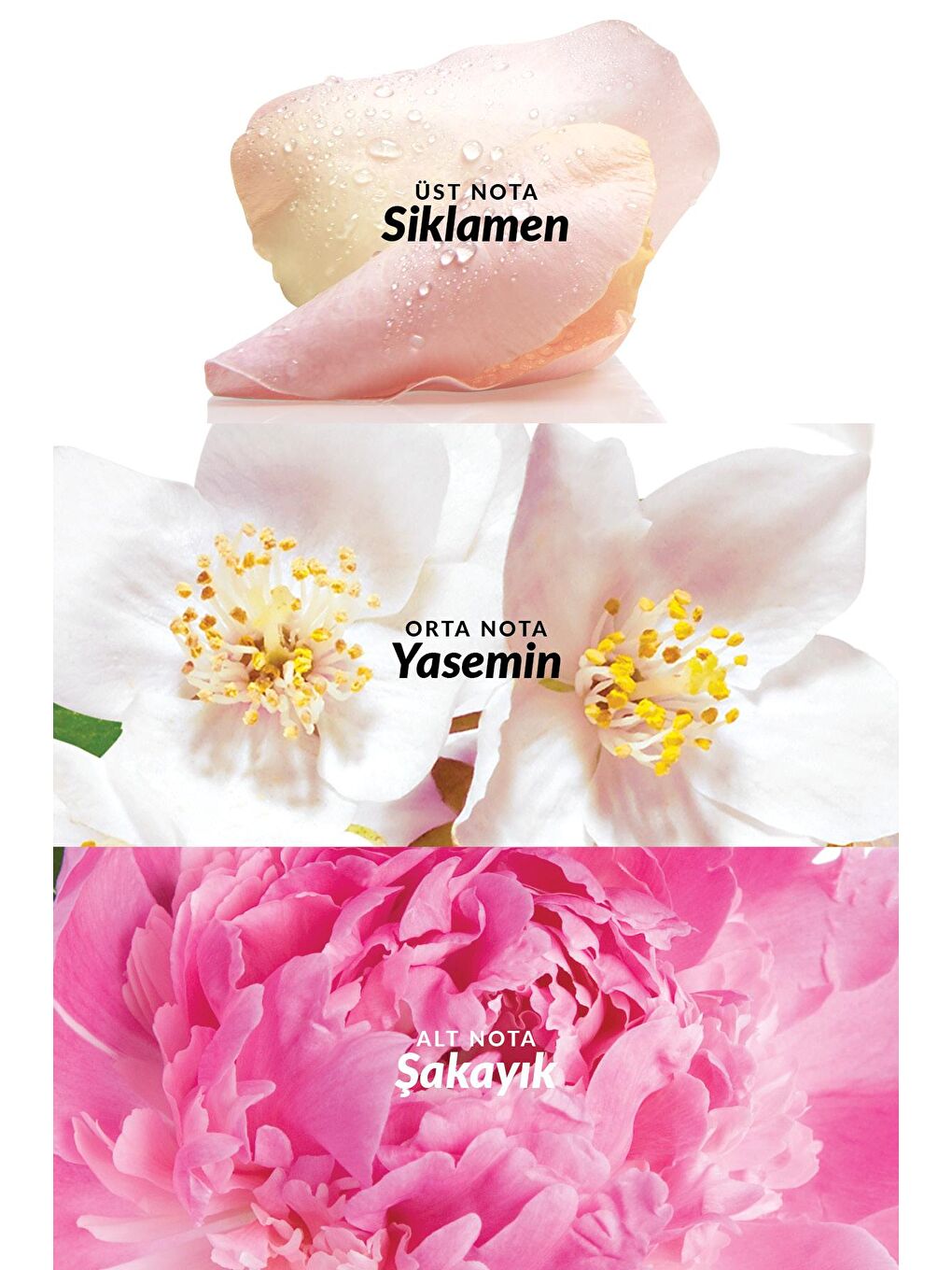 AVON Renksiz Celebre Kadın Vücut Spreyi 100 Ml. - 3