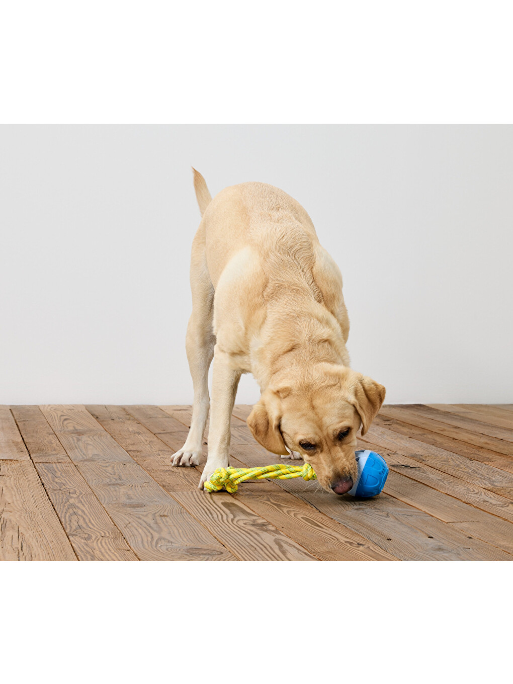 Köpek Fırlatma ve Su Oyuncağı-2