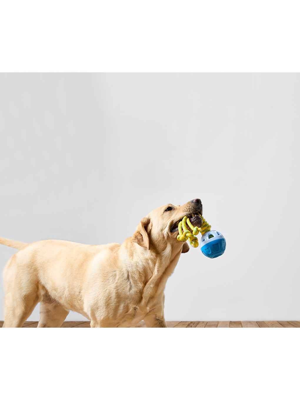 Köpek Fırlatma ve Su Oyuncağı-3