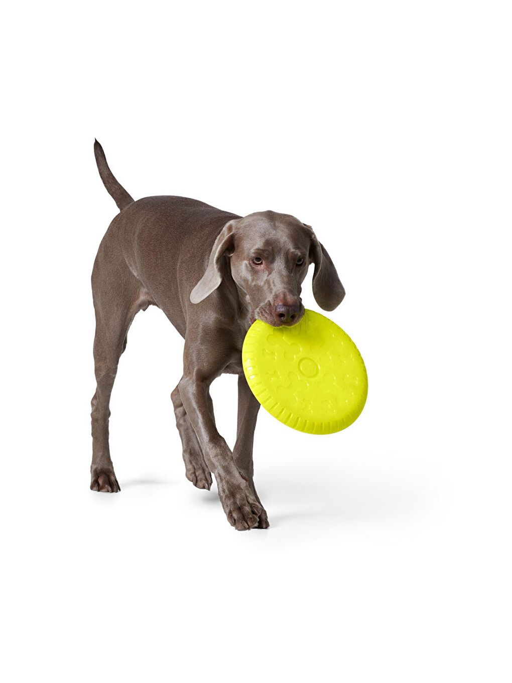 Köpekler İçin Frizbi-1