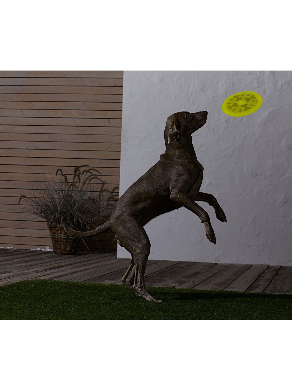 Köpekler İçin Frizbi-2