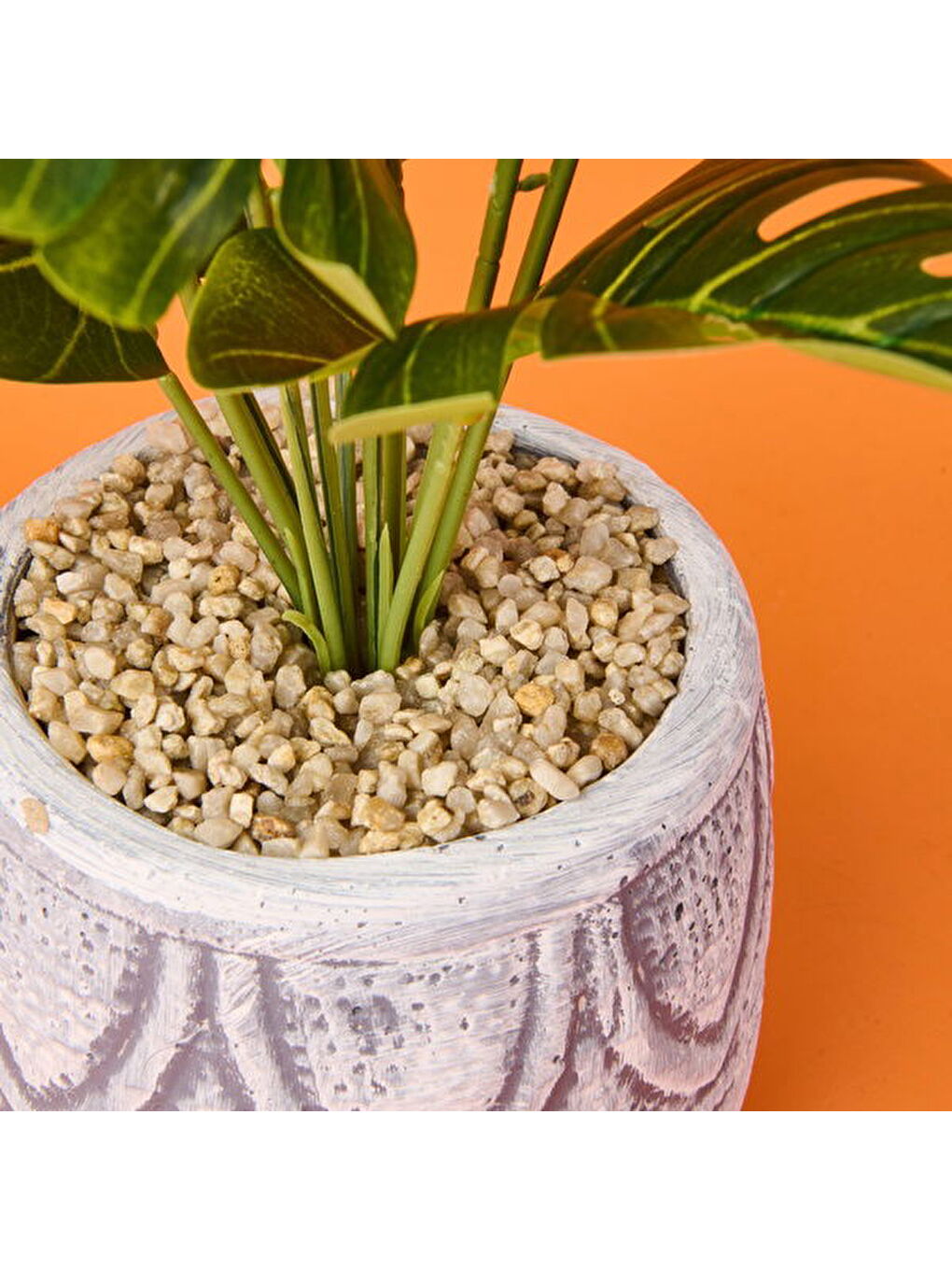 Karışık Beyaz Saksıda Deve Tabanı - Renkli - 13x38 cm-1