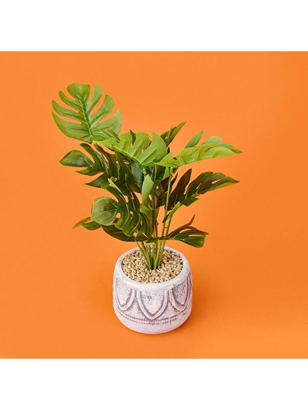 Karışık Beyaz Saksıda Deve Tabanı - Renkli - 13x38 cm-2