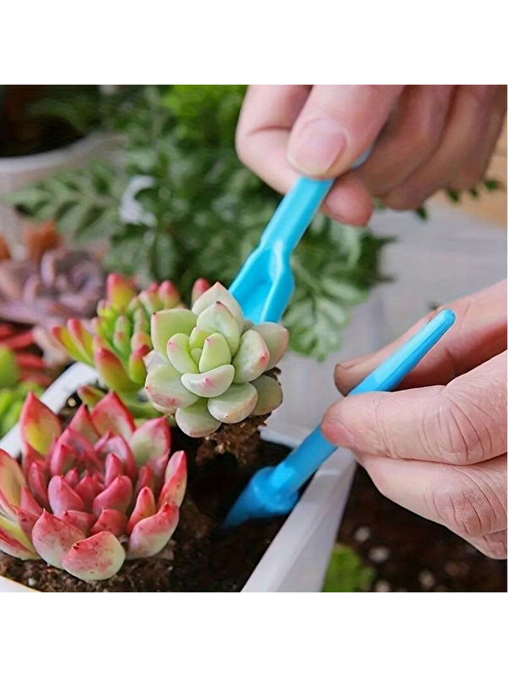 4 Parça Kaktüs Dikim Seti - Yeşil-1