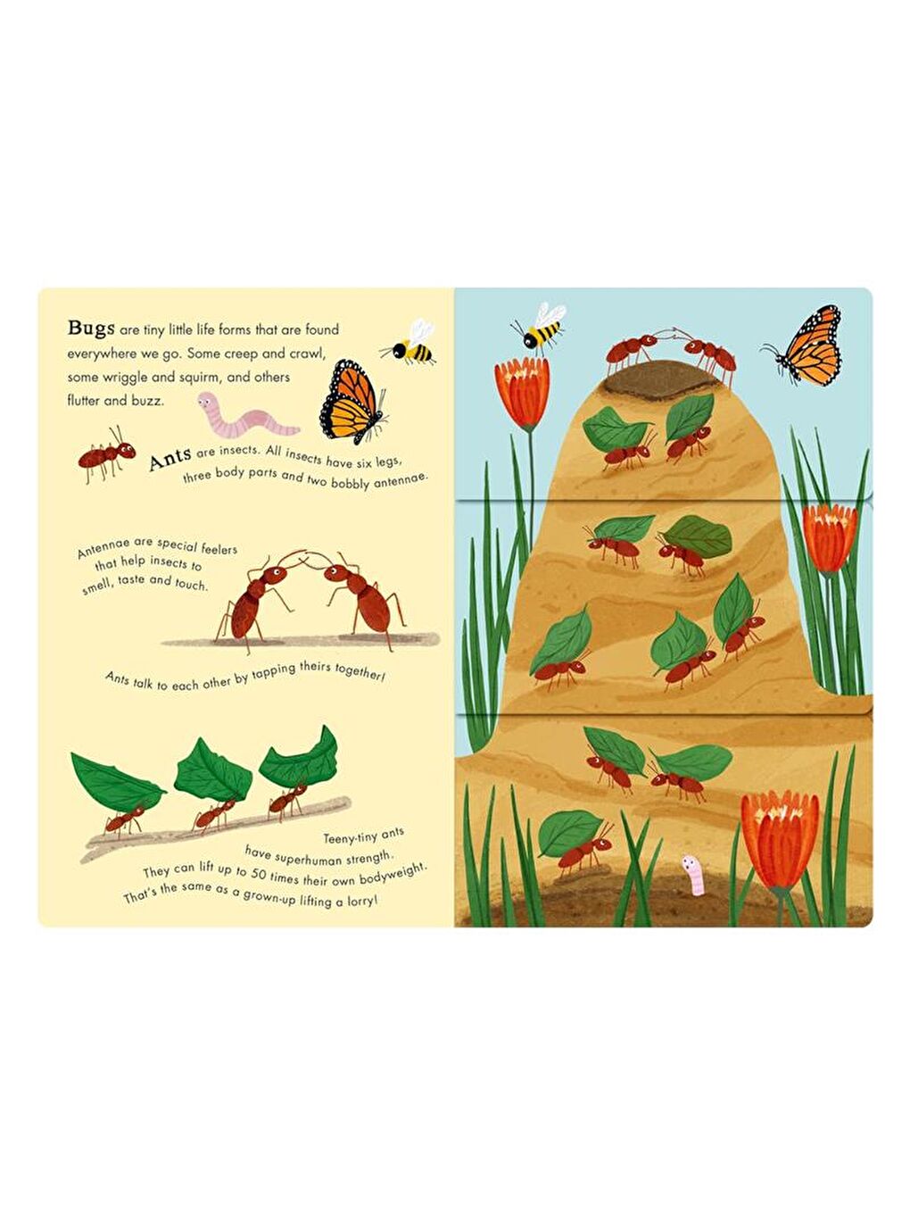Bees and Beetles - A Flip-Flap Book of Bugs-1