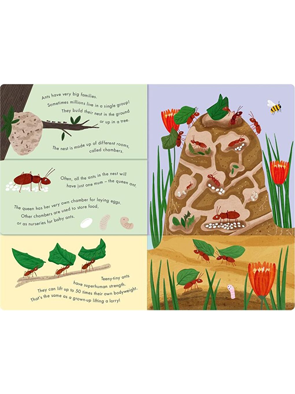 Bees and Beetles - A Flip-Flap Book of Bugs-2