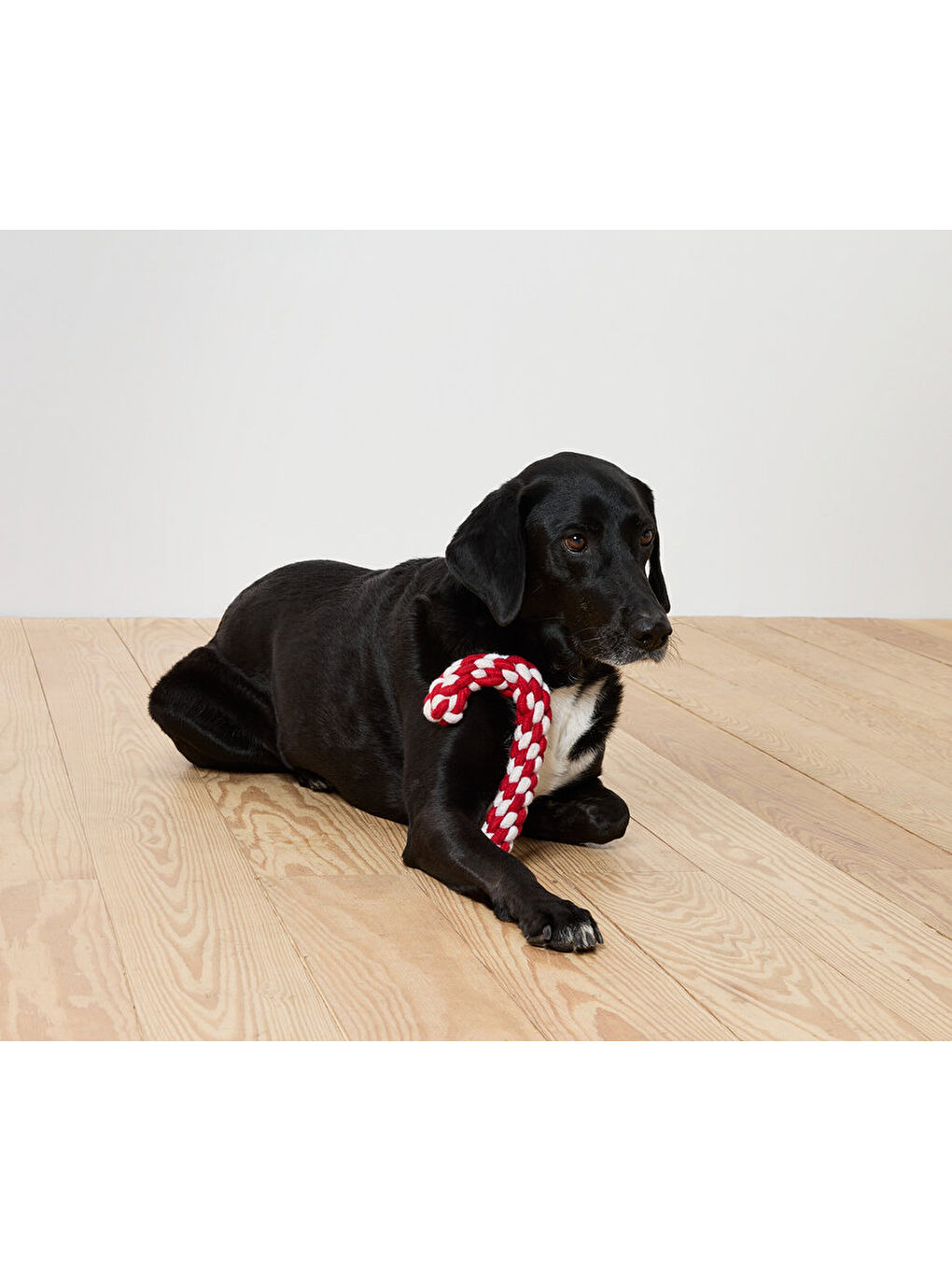 Köpek Oyuncağı, Çubuk Şeker-1