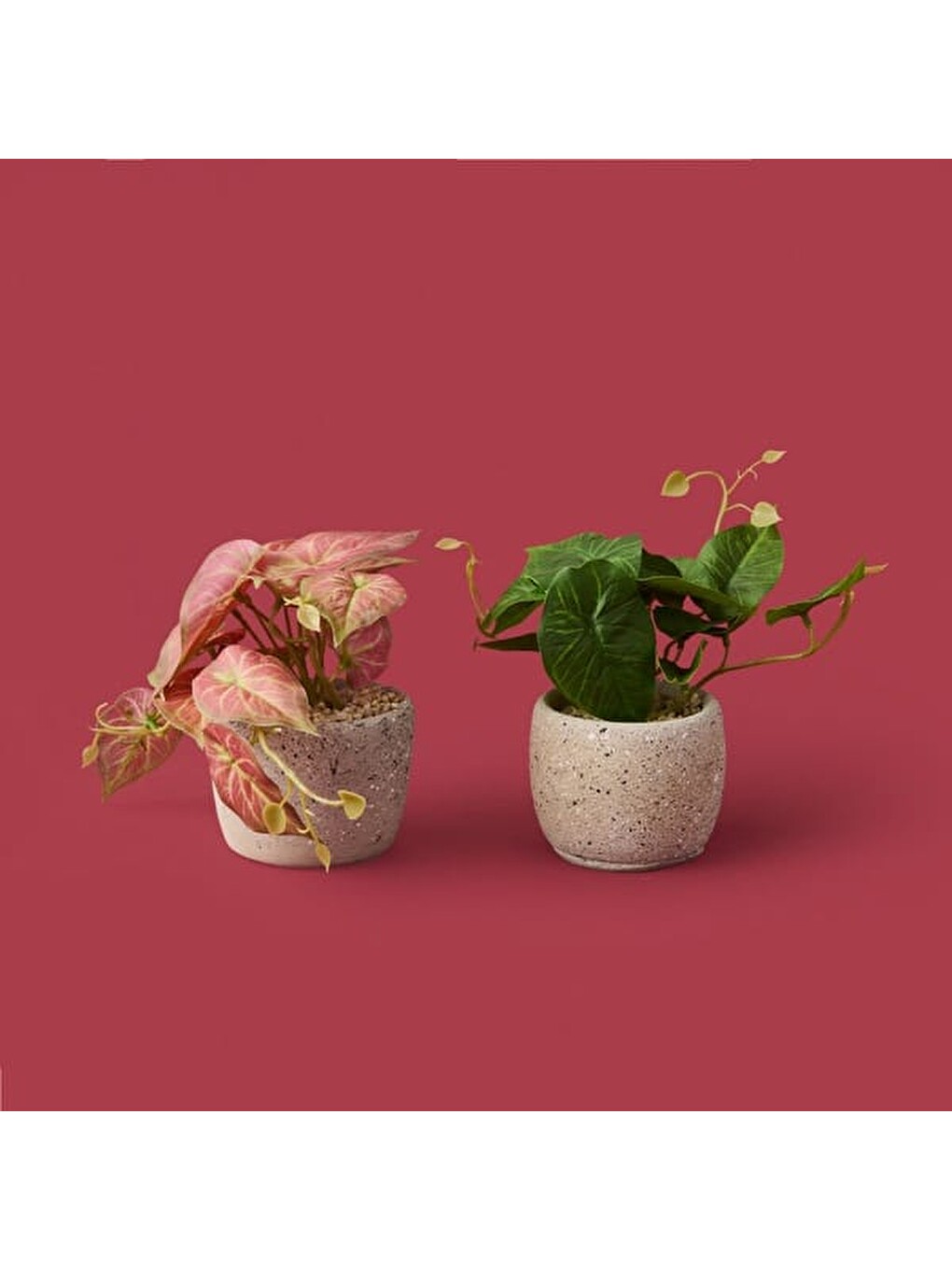 Karışık Saksıda Yapraklar - Asorti - 20x9x9 cm-3