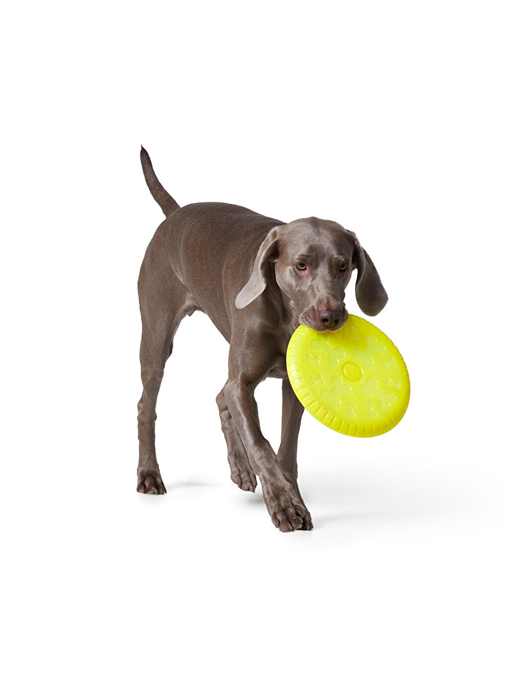 Köpekler İçin Frizbi-1