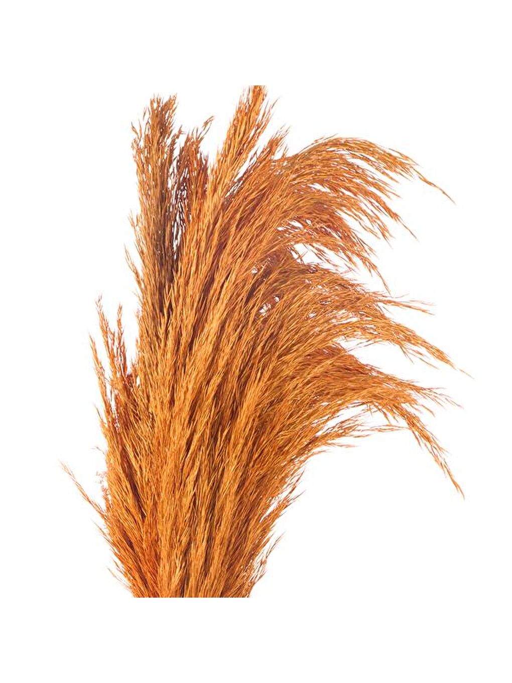 Deco Pampas Yapay Çiçek - Turuncu - 90x20 cm-4