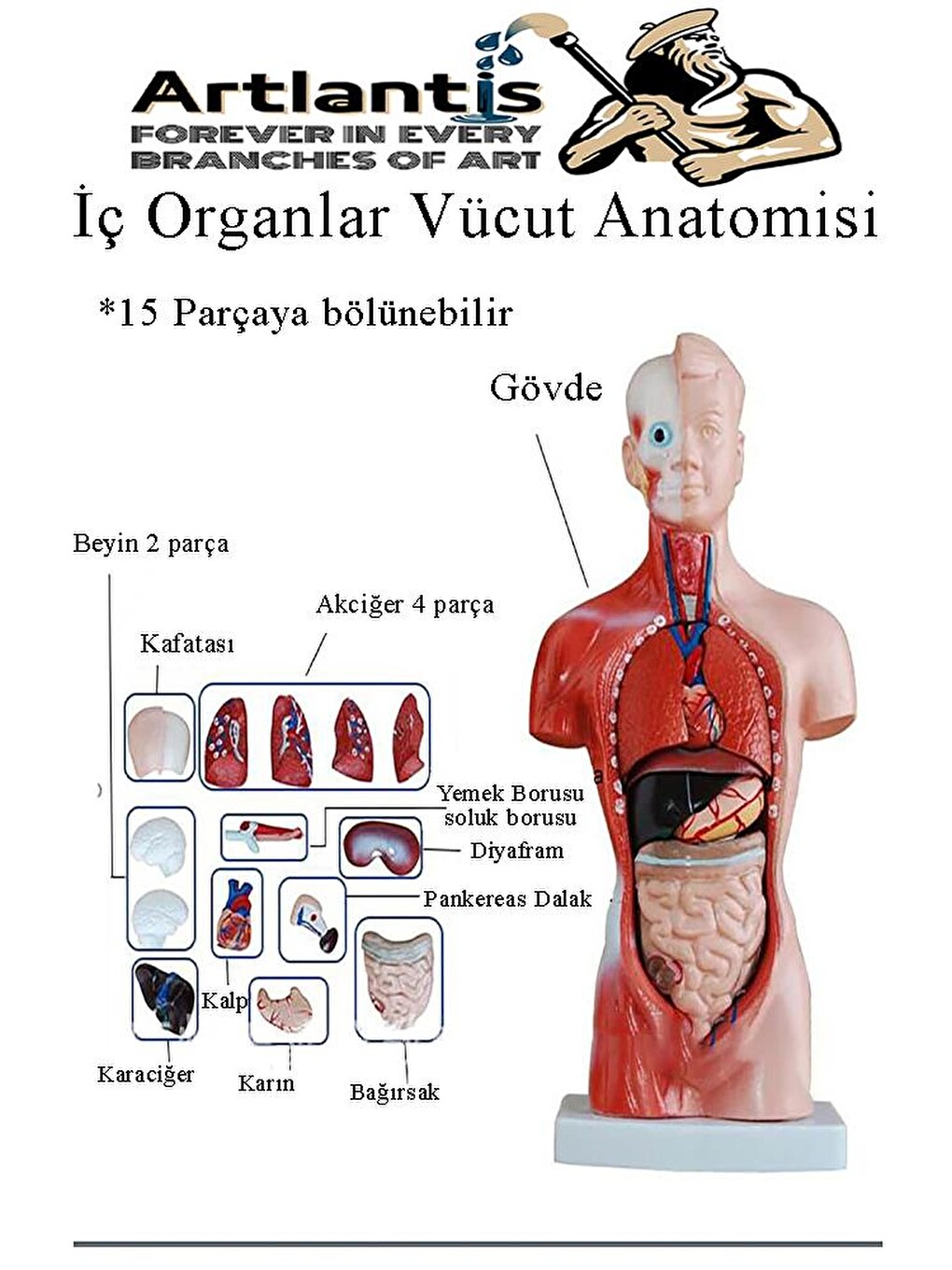 İnsan Organ Maketi 45 Cm 1 Adet İnsan Anatomi Modeli 15 Parça Sök Tak İnsan İç Organları Tıbbi Model-1