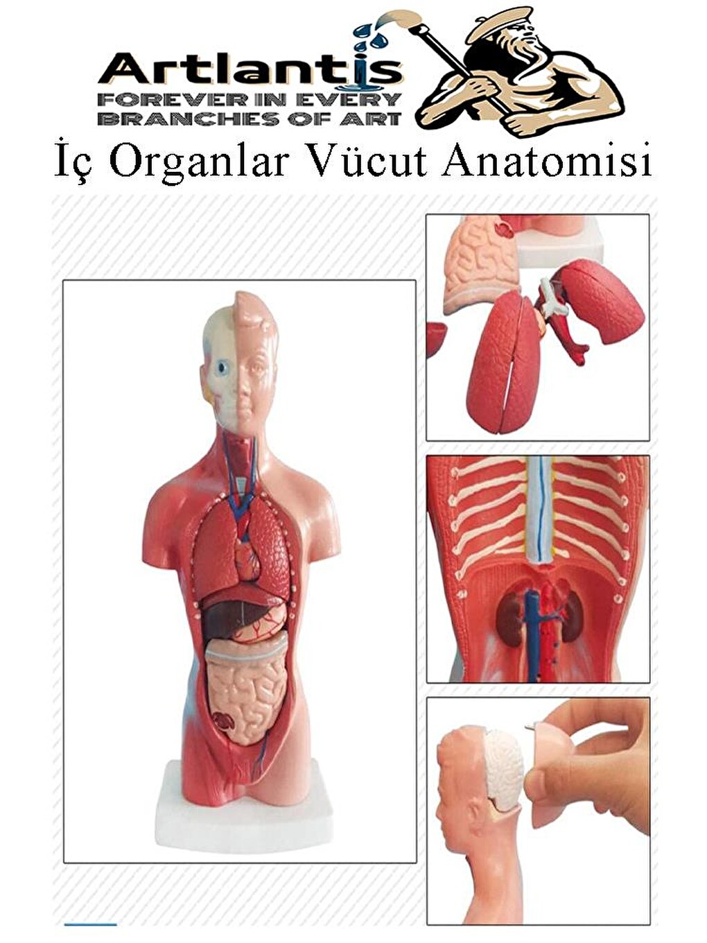 İnsan Organ Maketi 45 Cm 1 Adet İnsan Anatomi Modeli 15 Parça Sök Tak İnsan İç Organları Tıbbi Model-2
