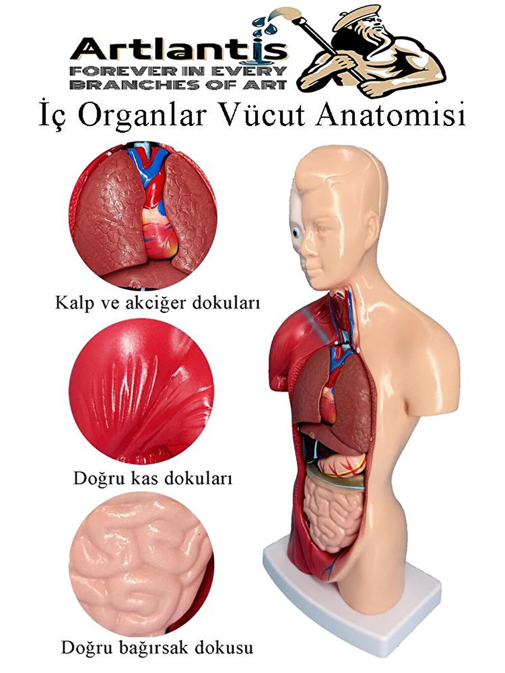 İnsan Organ Maketi 45 Cm 1 Adet İnsan Anatomi Modeli 15 Parça Sök Tak İnsan İç Organları Tıbbi Model-3