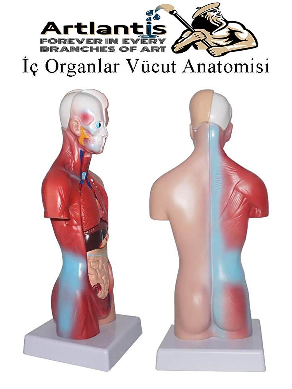 İnsan Organ Maketi 45 Cm 1 Adet İnsan Anatomi Modeli 15 Parça Sök Tak İnsan İç Organları Tıbbi Model-4