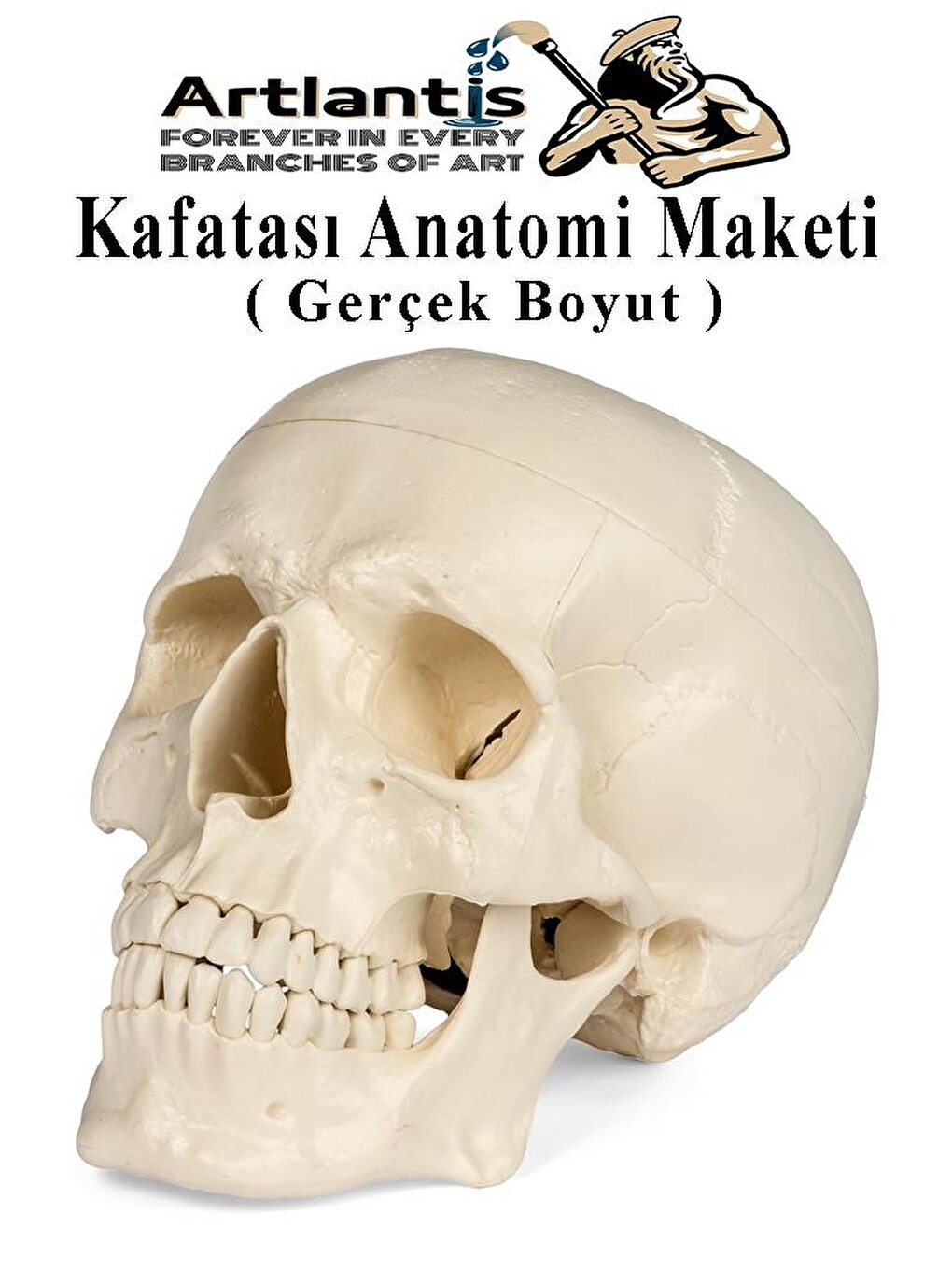İnsan Kafatası Anatomisi Modeli 1 Adet Kafatası Maketi Gerçek Boyut Anatomik Modeli Deney Bilim Tıbb