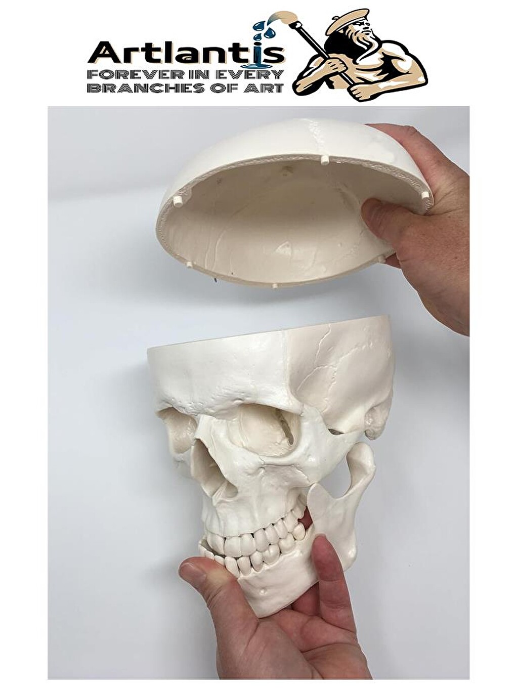 İnsan Kafatası Anatomisi Modeli 1 Adet Kafatası Maketi Gerçek Boyut Anatomik Modeli Deney Bilim Tıbb-1