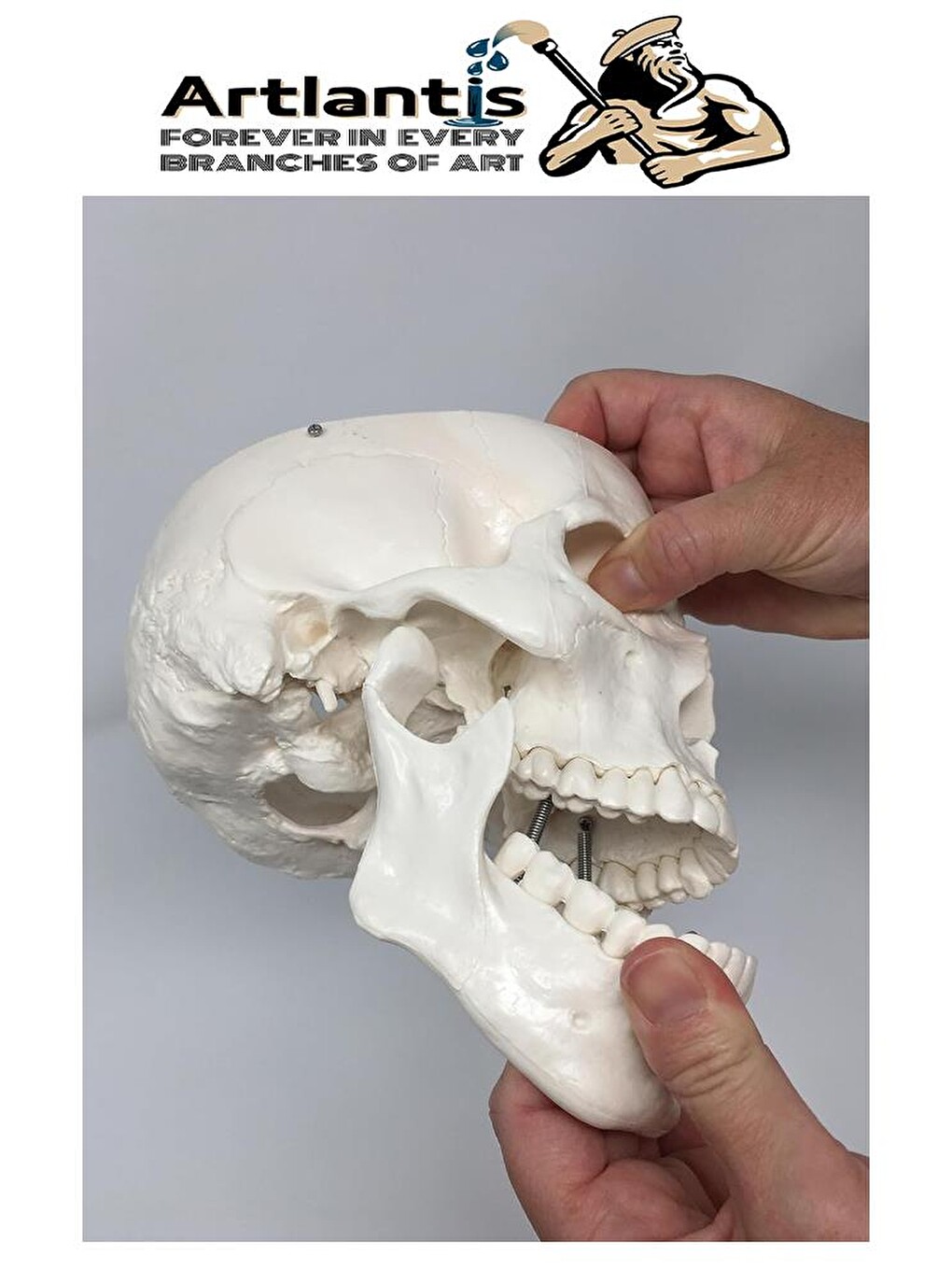 İnsan Kafatası Anatomisi Modeli 1 Adet Kafatası Maketi Gerçek Boyut Anatomik Modeli Deney Bilim Tıbb-2