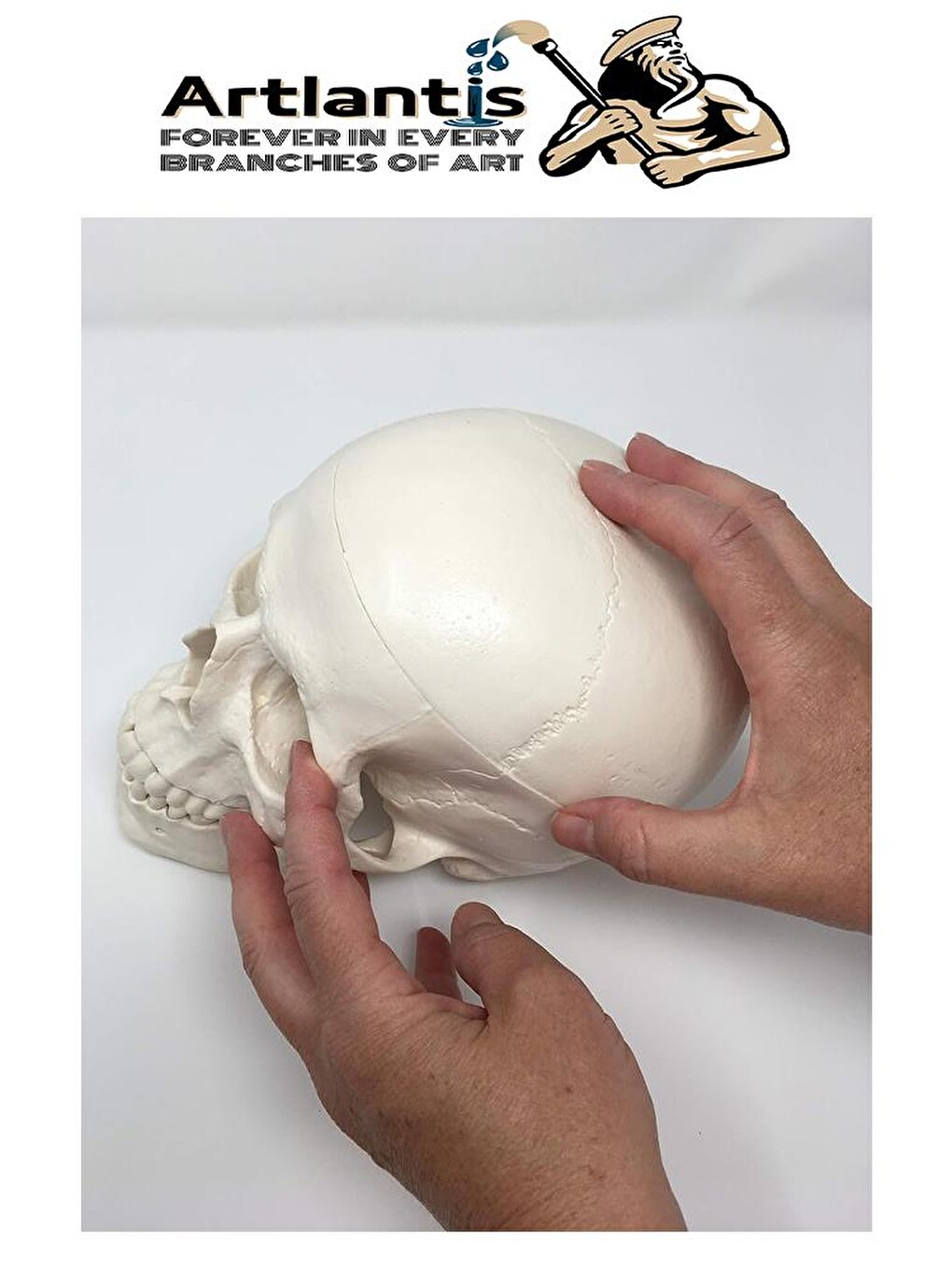 İnsan Kafatası Anatomisi Modeli 1 Adet Kafatası Maketi Gerçek Boyut Anatomik Modeli Deney Bilim Tıbb-4