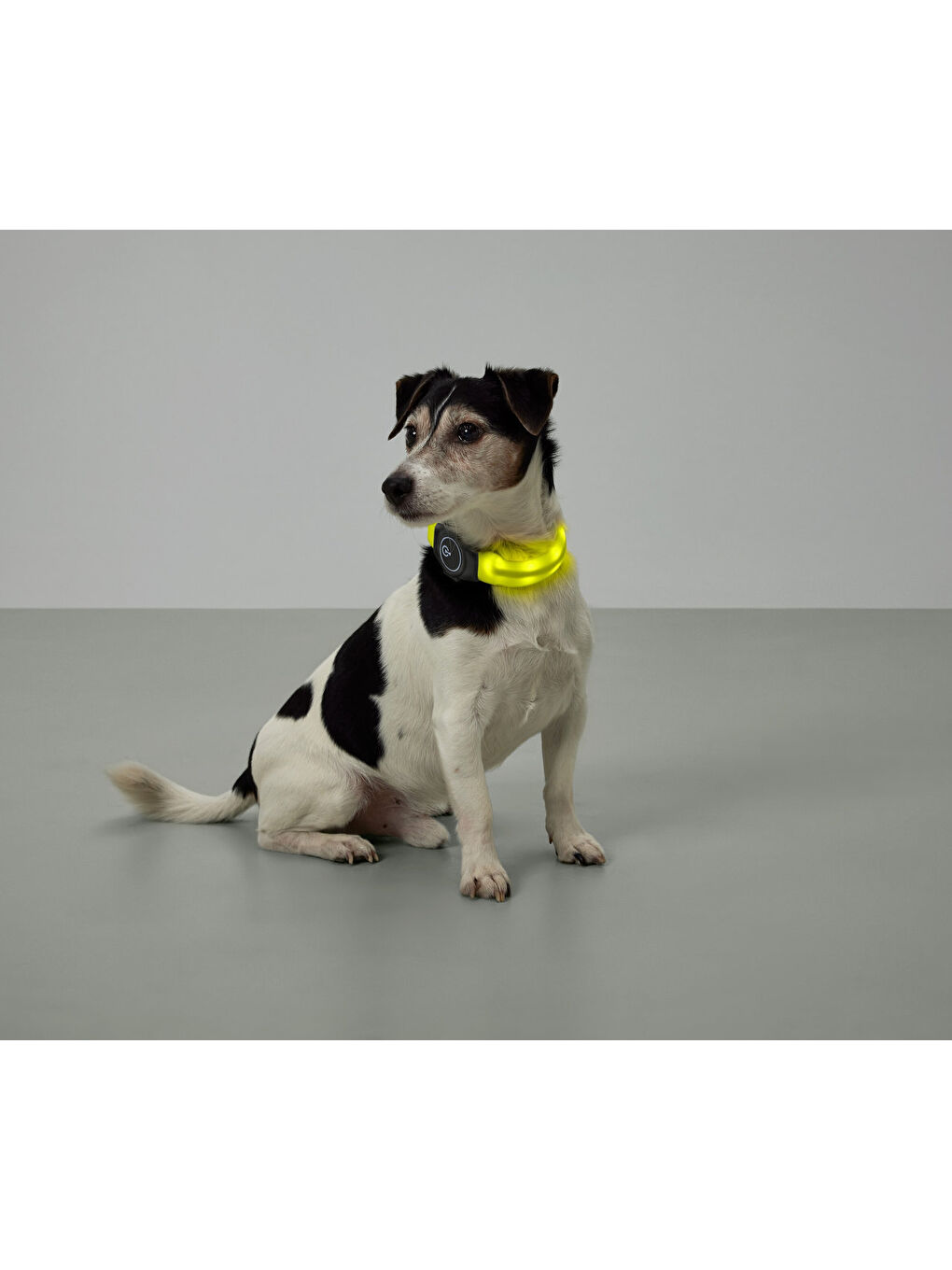 LED’li Köpek Tasması-3