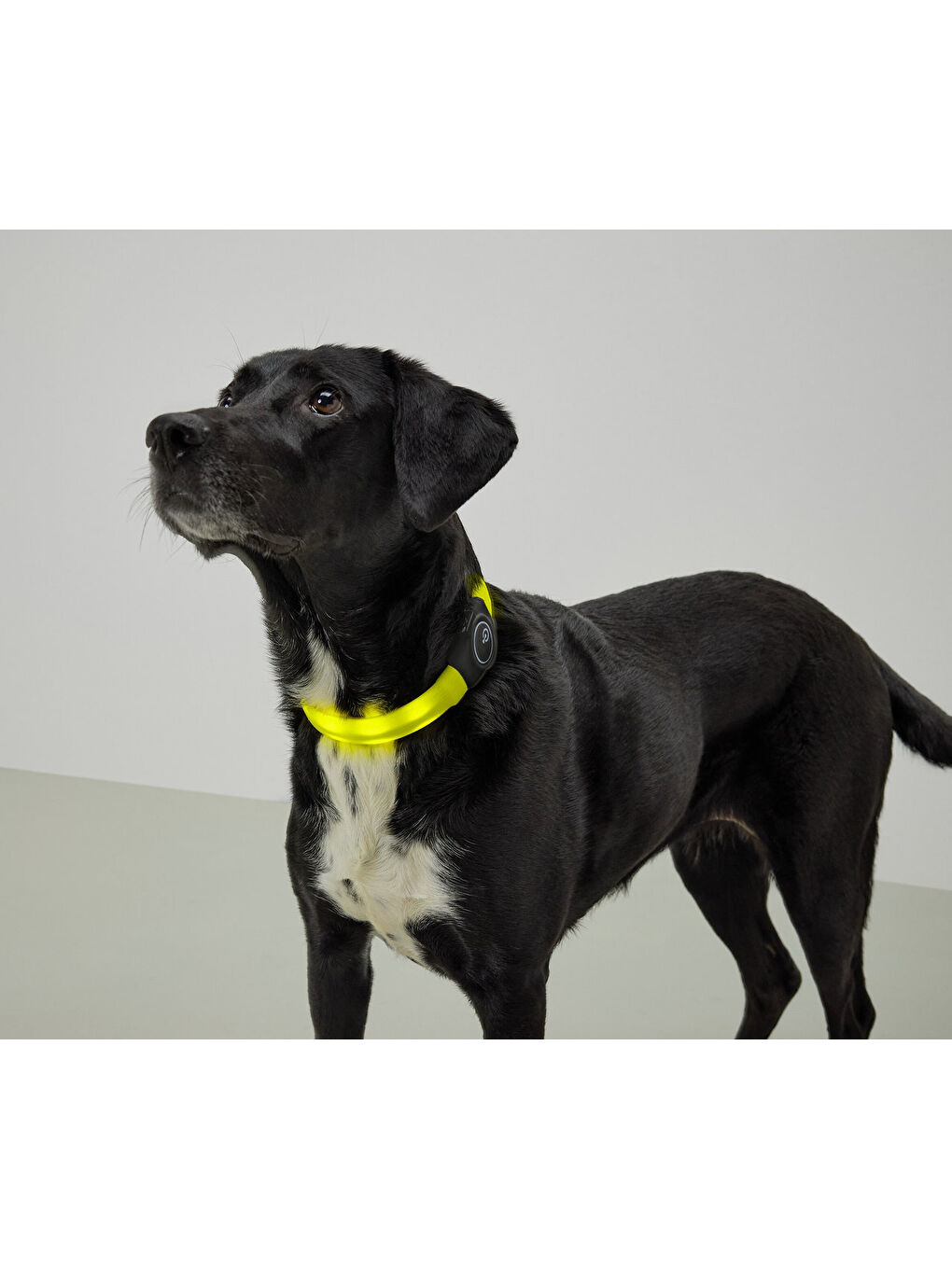LED’li Köpek Tasması-4