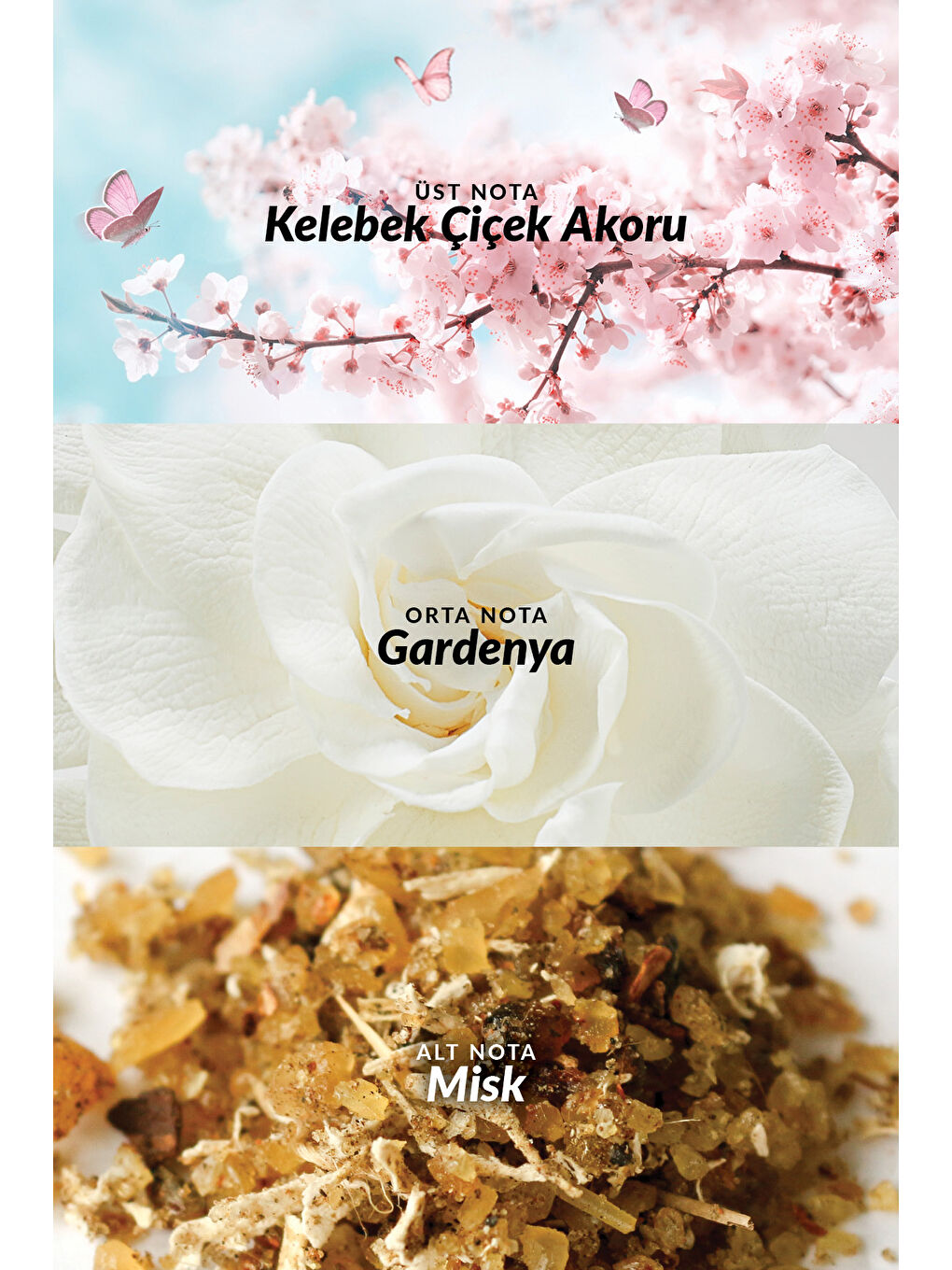 Eve Become Kadın Parfüm ve Vücut Losyonu Paketi-2