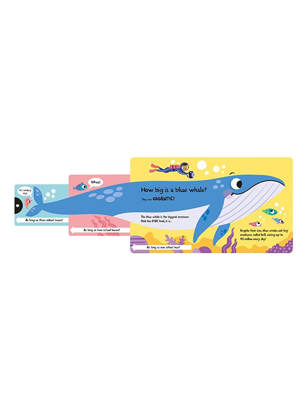 Imagine That How Wide is a Whale - Board Book - 2