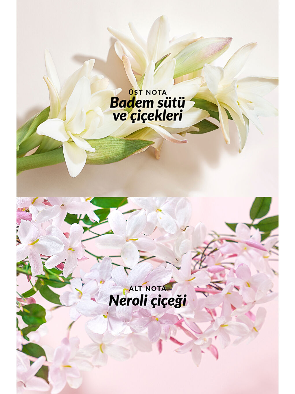 Luck Lov U Connected ve TTA Everlasting Vücut Losyonu Paketi-2