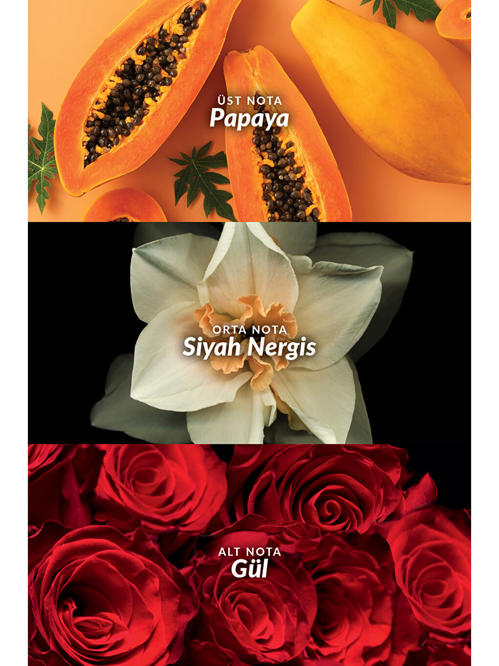 Passion Dance ve Passion Dance Dark Kadın Parfüm Paketi-2