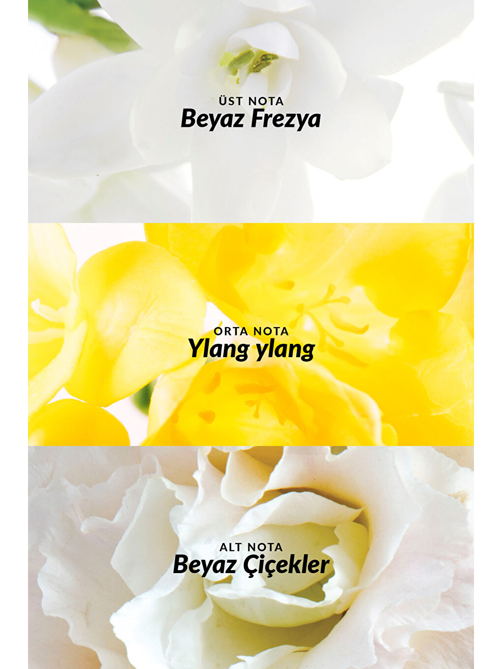 Pur Blanca ve Pur Blanca Elegance Kadın Parfüm Paketi-2