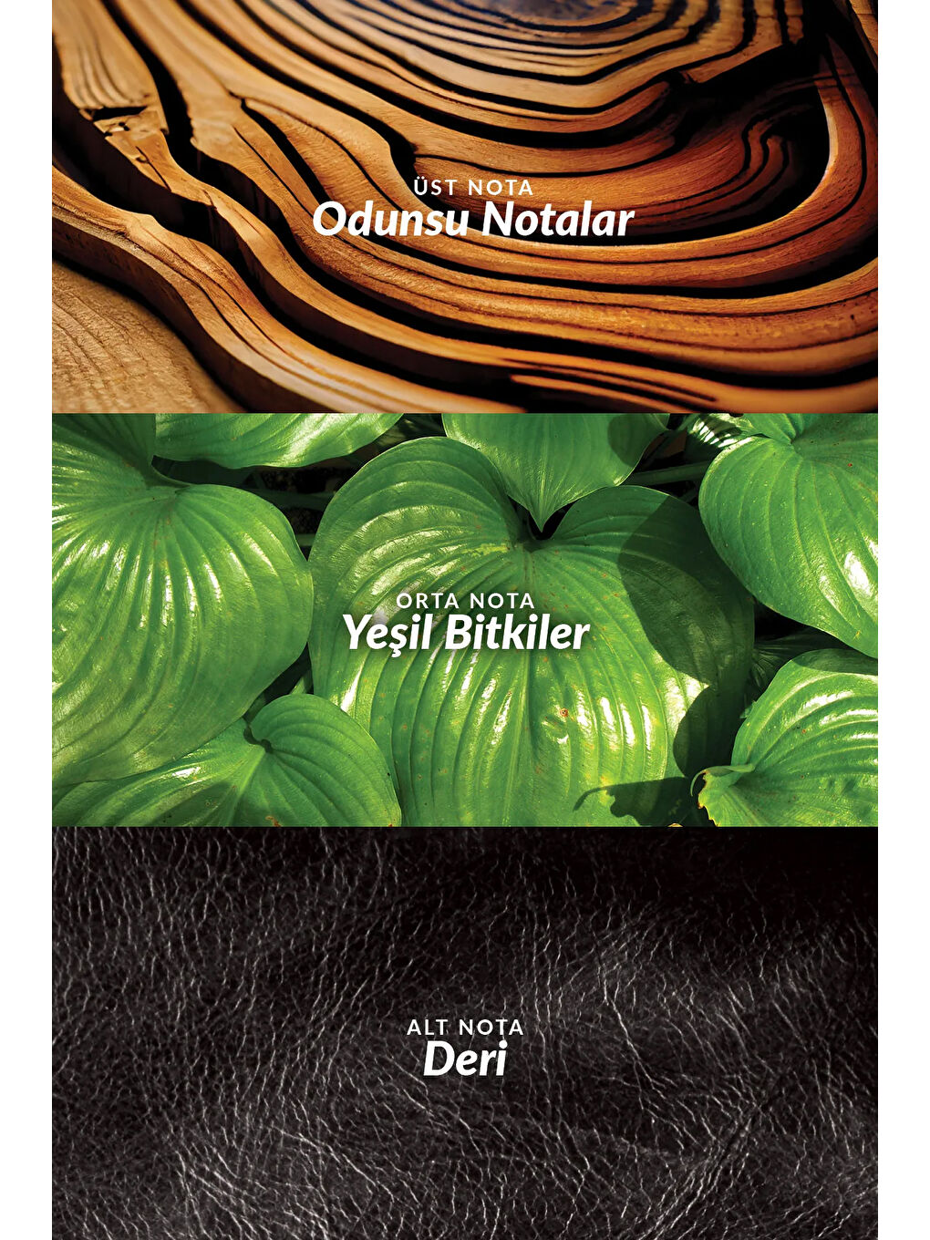 Black Suede Erkek Parfüm, Rollon, Saç ve Vücut Şampuanı Hediye Paketi-2