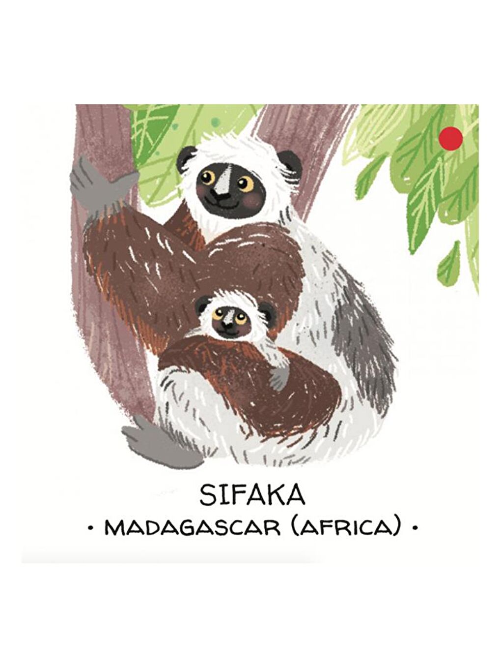 Animals to Save - Tropical Forests-4