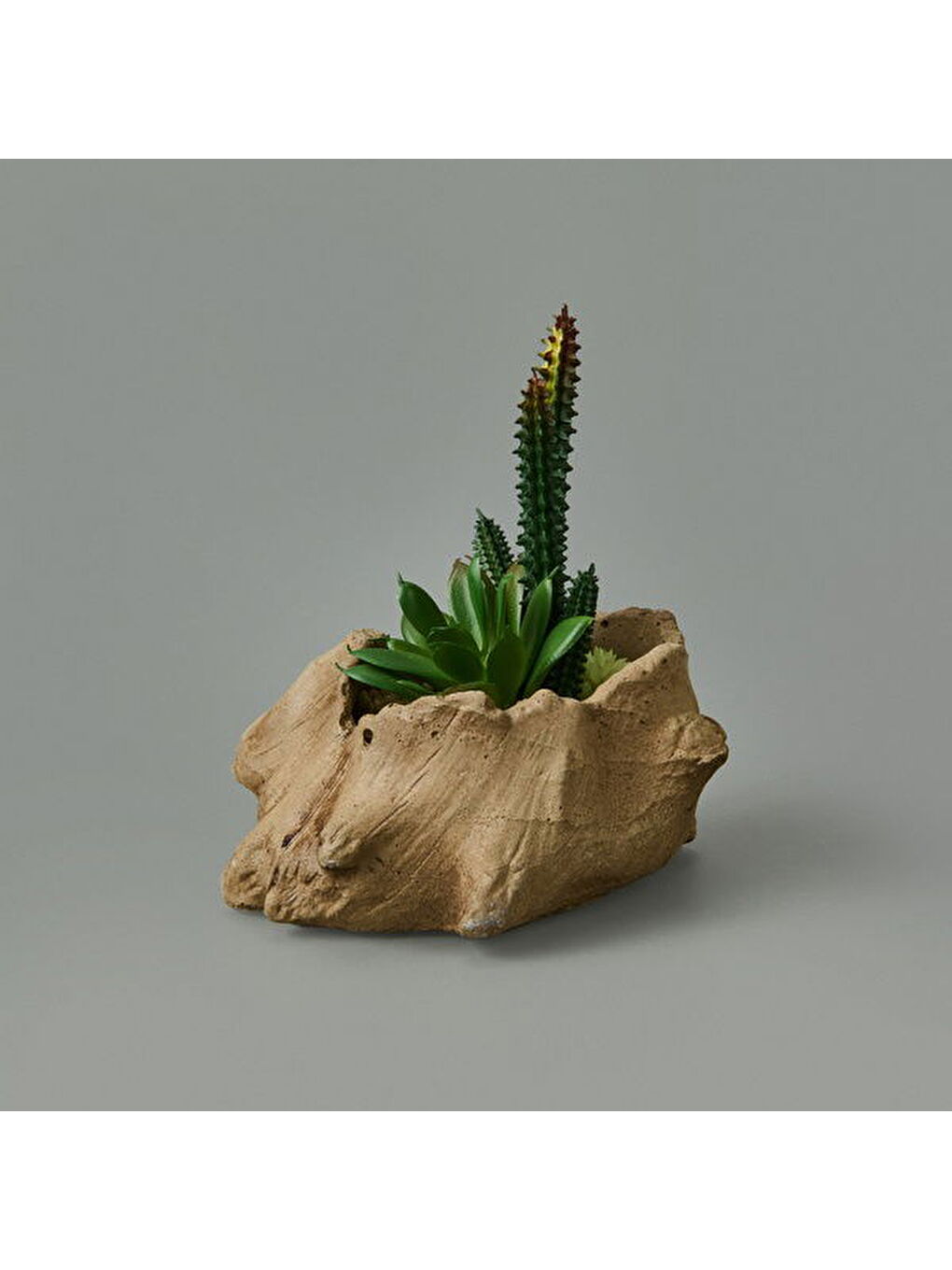 Objevi Kahverengi Ağaç Kökü Saksıda Sukulent - 15x16x16 cm