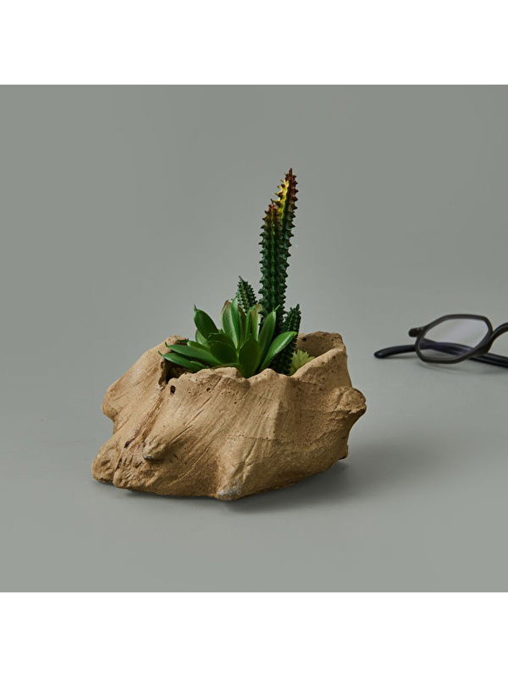 Objevi Kahverengi Ağaç Kökü Saksıda Sukulent - 15x16x16 cm - 1
