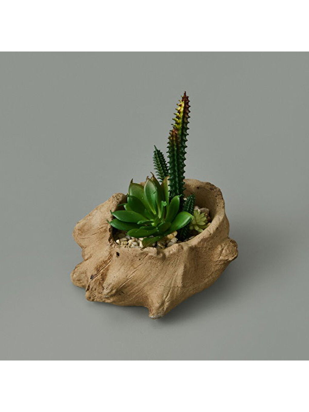 Objevi Kahverengi Ağaç Kökü Saksıda Sukulent - 15x16x16 cm - 3