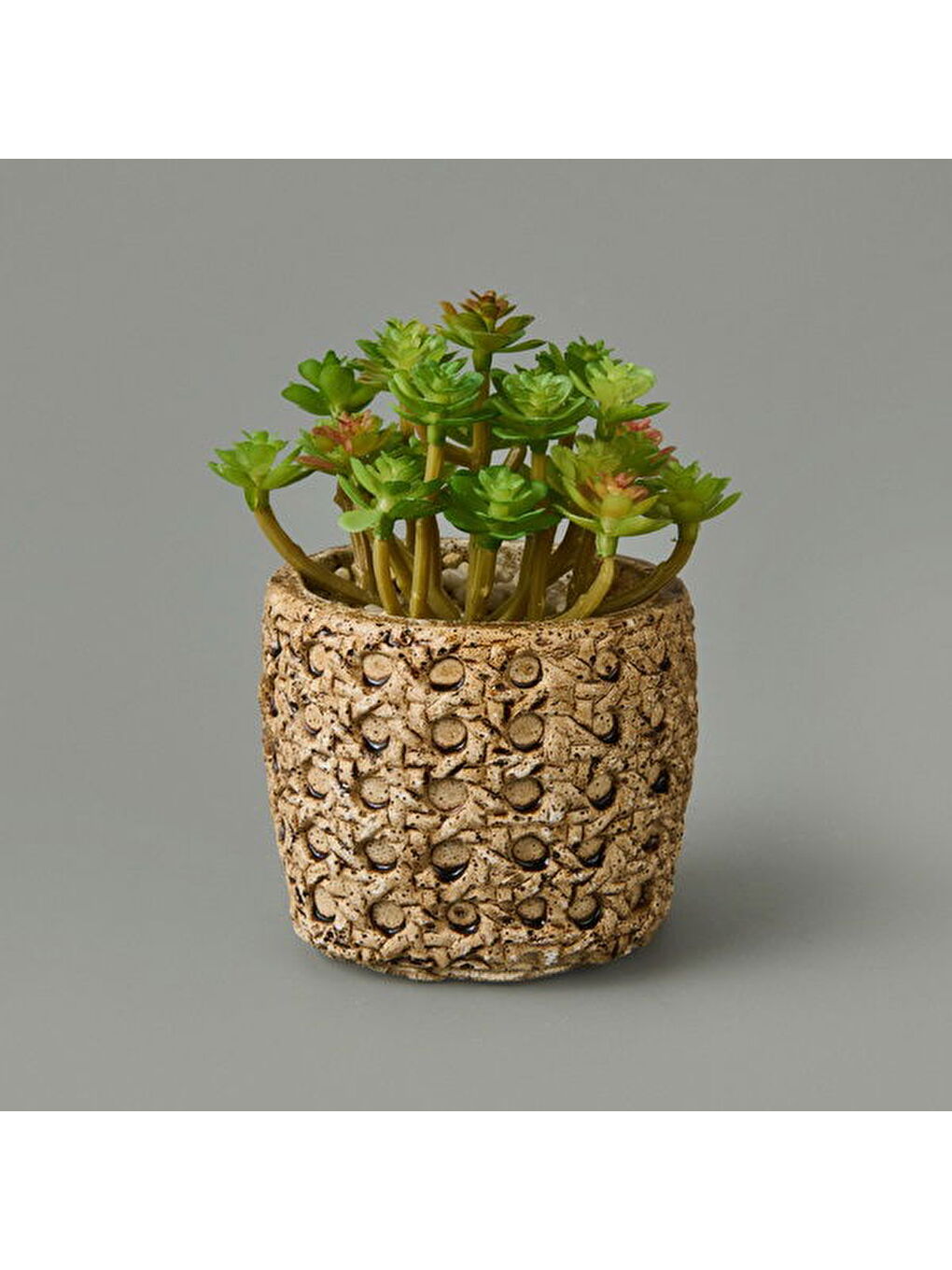 Bej Hasır Efekt Saksıda Sukulent - 7x8x8 cm